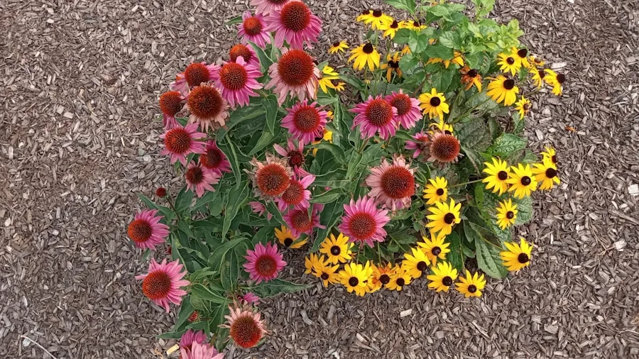 Severe Late Summer Drought Hits Gardens: What Shoppers Should Know About Drought Tolerant Plants 2 coneflower echinacea garden bed