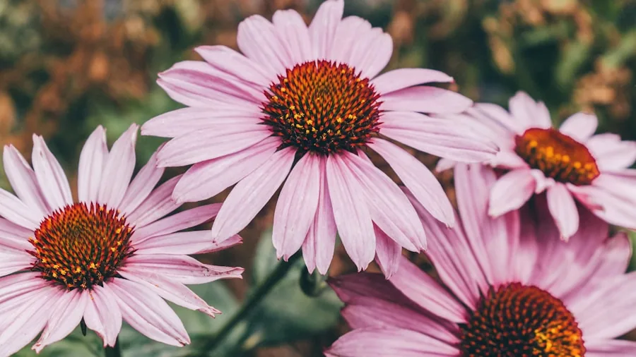 Summer Heatwaves and Plants: Which Ones Survive and Which Ones Need Your Help 2 coneflower echinacea perennial blooms