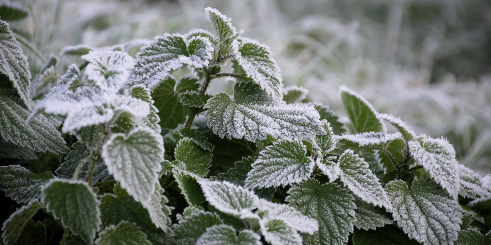 Protect Container Plants Before Frost Hits
