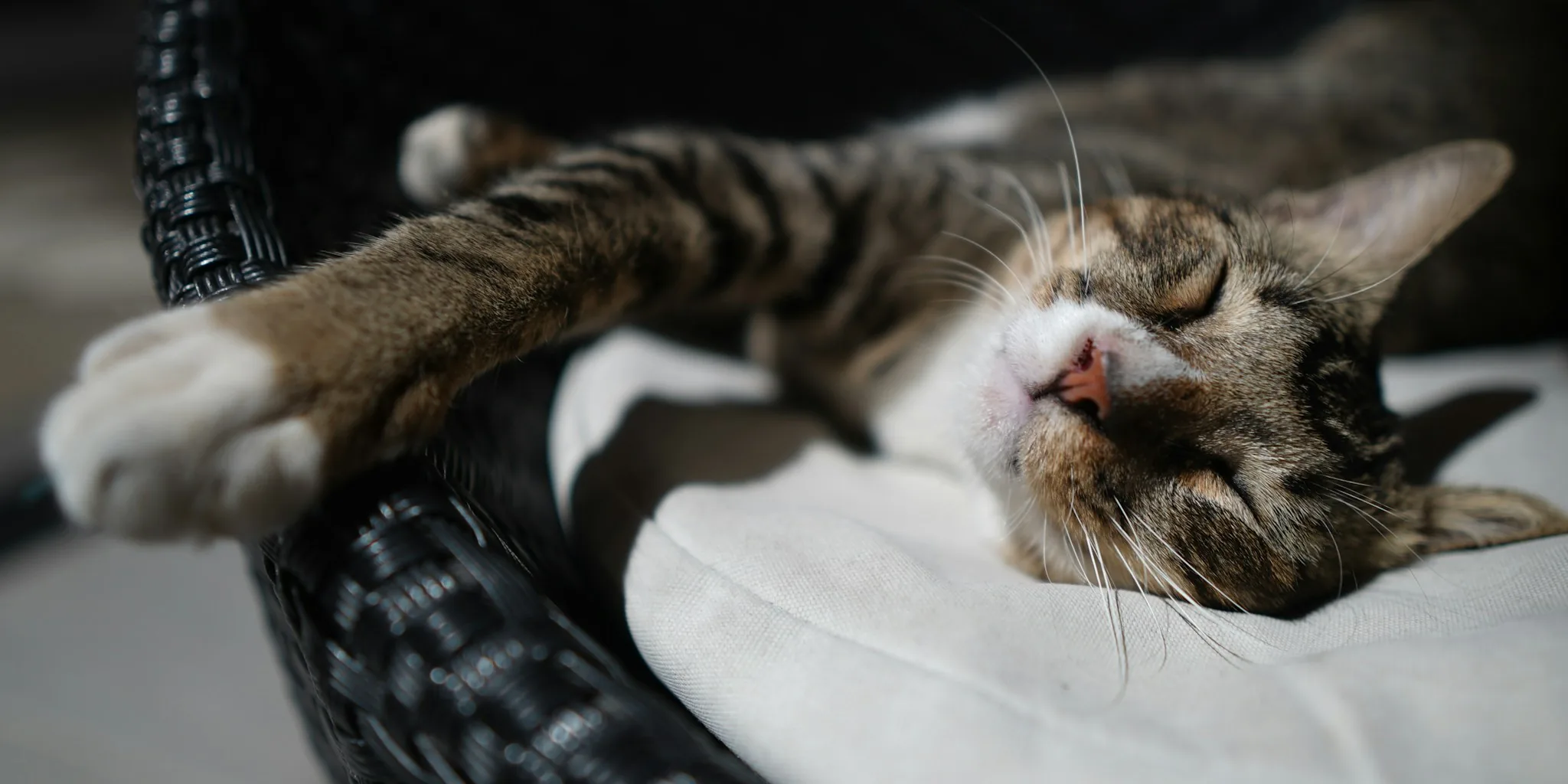 Contented cat resting comfortably in soft pet bed by natural window light