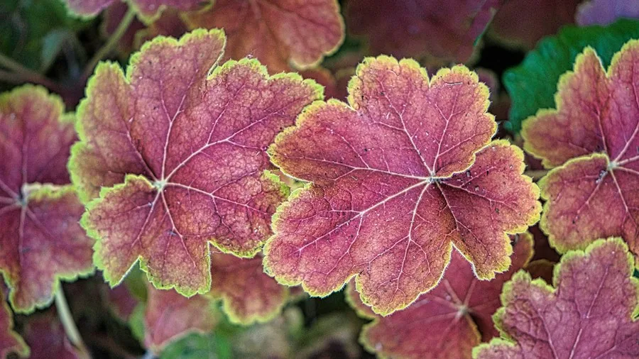 Fast Growing Container Garden Plants That Deliver Season Long Color 2 coral bells burgundy foliage closeup