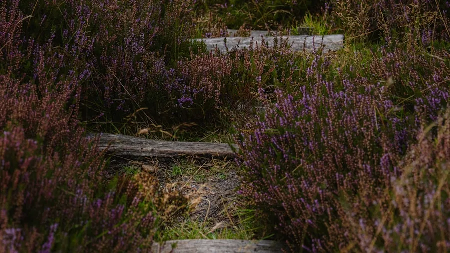 Birth Month Groundcover Plants: Your Month's Personality Match and What to Grow 2 creeping thyme stepping stones path
