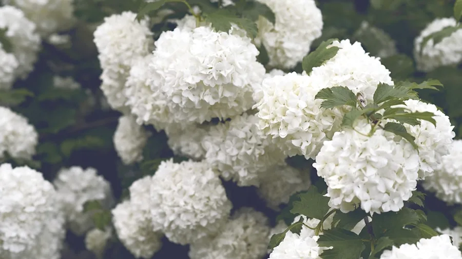 6 Fast Growing Shrubs for Summer Shade You Can Plant Now 3 crepe myrtle hydrangea flowers bloom