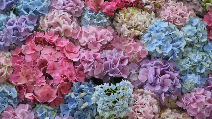cutting fresh hydrangea stems garden