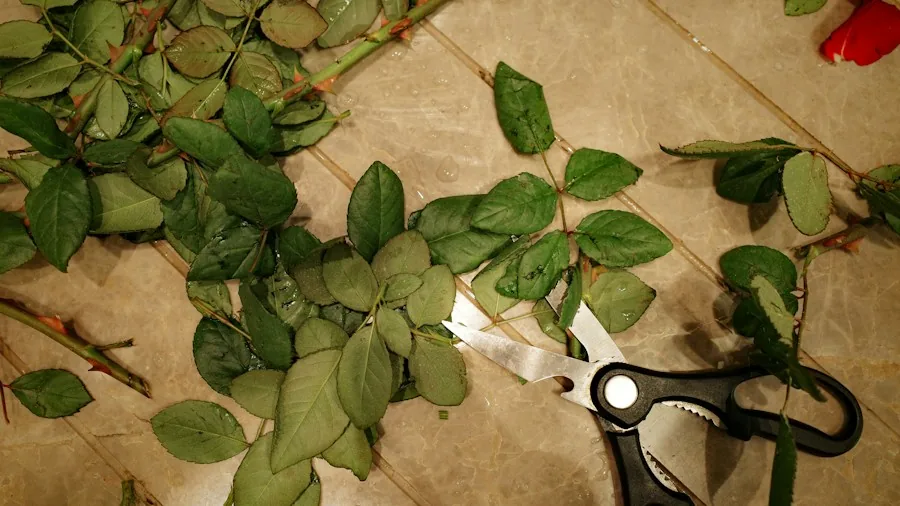 cutting garden stems with pruning shears