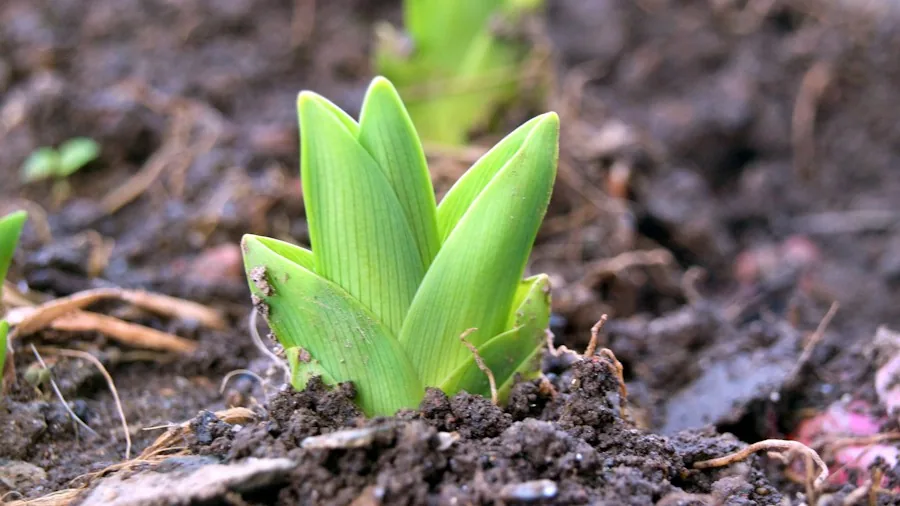 Garden Bulb Planting Myth Busted: What Shoppers Need to Know About Orientation 2 daffodil crocus bulbs closeup soil