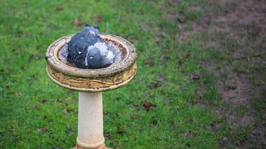 5 Tips to Keep Your Garden Bird Bath Ice-Free All Winter 2 dark stone heating bird bath