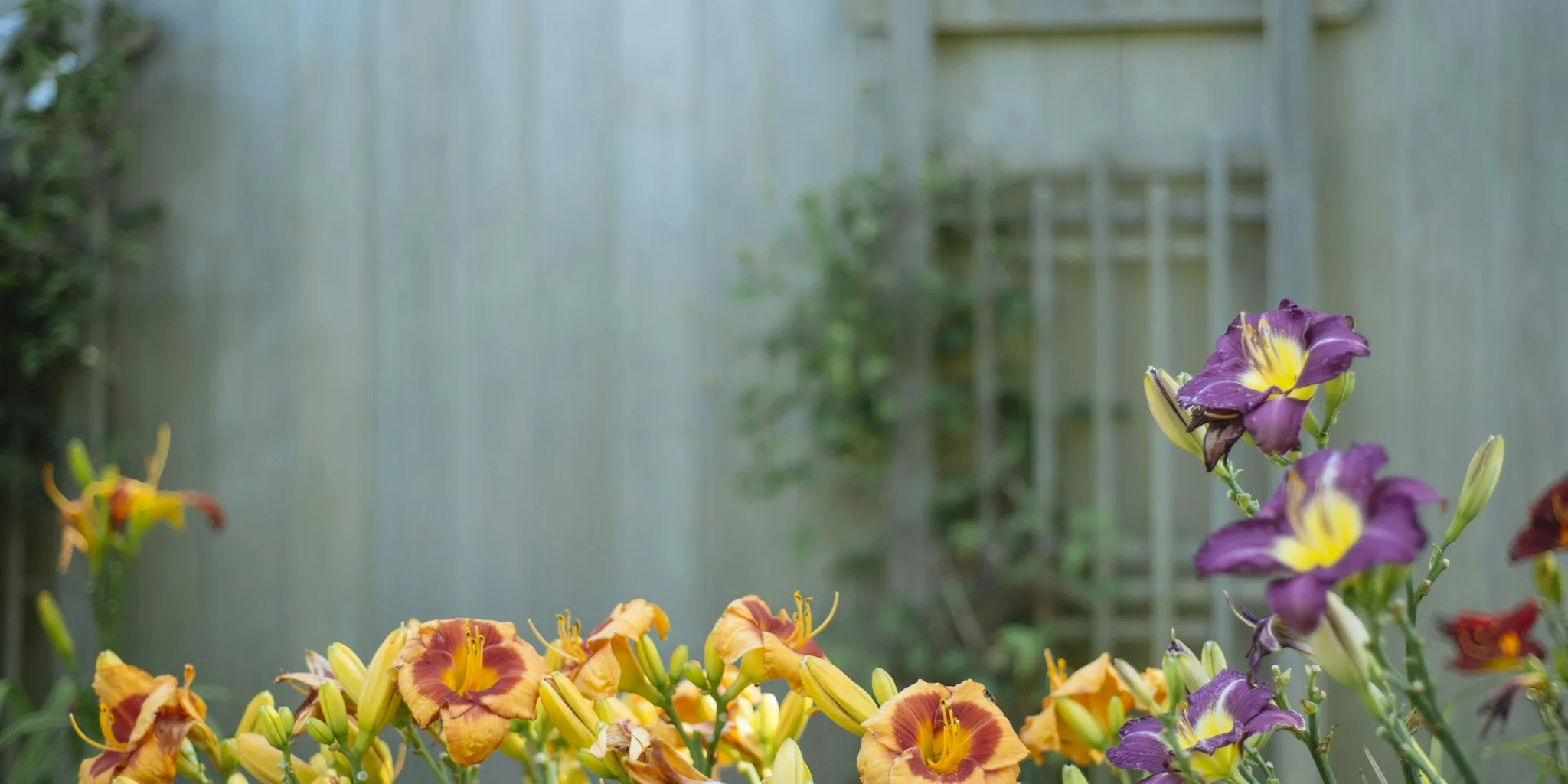 5 Tips for a Second Daylily Bloom Cycle