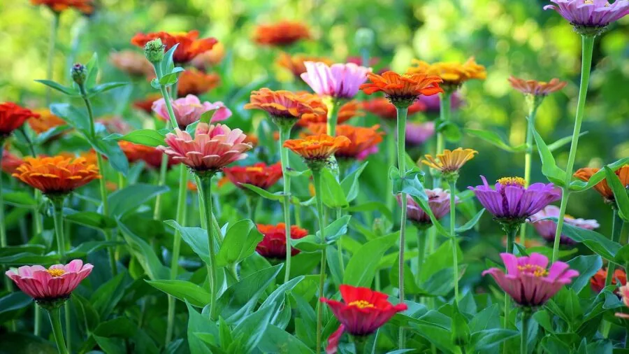 7 Tips to Grow Zinnias All Summer Long in Your Garden 3 deadheading zinnia flowers pruning