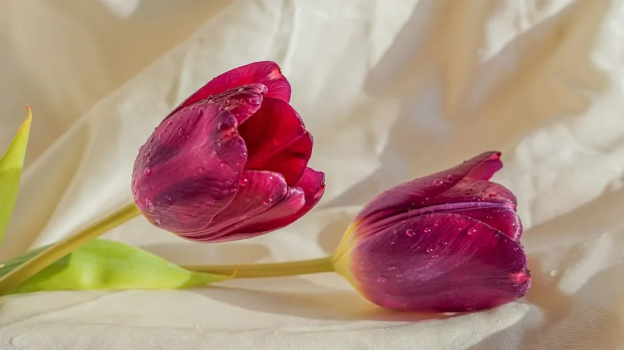 deep purple maroon tulip flowers closeup