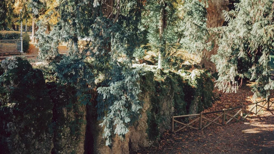 dense foliage garden shade area