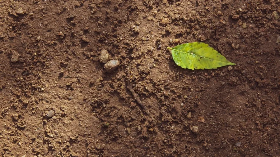 diatomaceous earth garden application