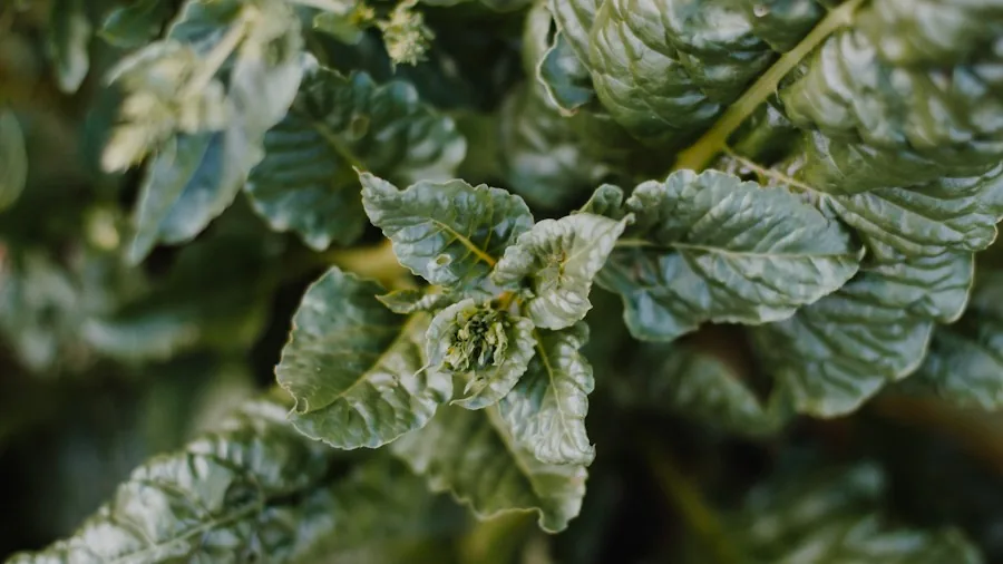 End of Season Tomato Plant Care: What Shoppers Should Know Before Removal 2 disease infected tomato leaves closeup