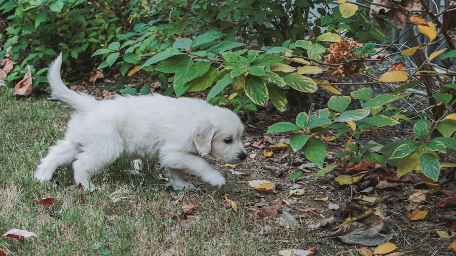 7 Tips to Fix and Prevent Dog Damage to Your Lawn 2 dog digging in yard