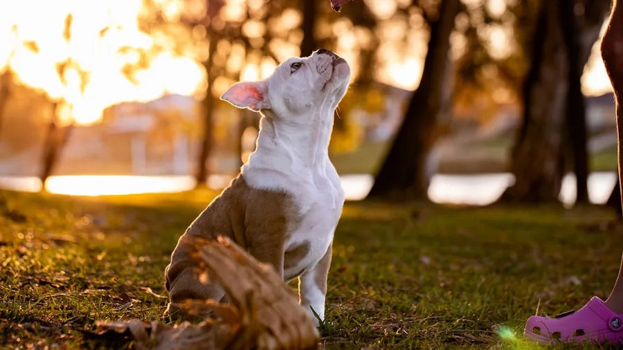 Dog enjoying nutritious meal outdoors in natural daylight setting