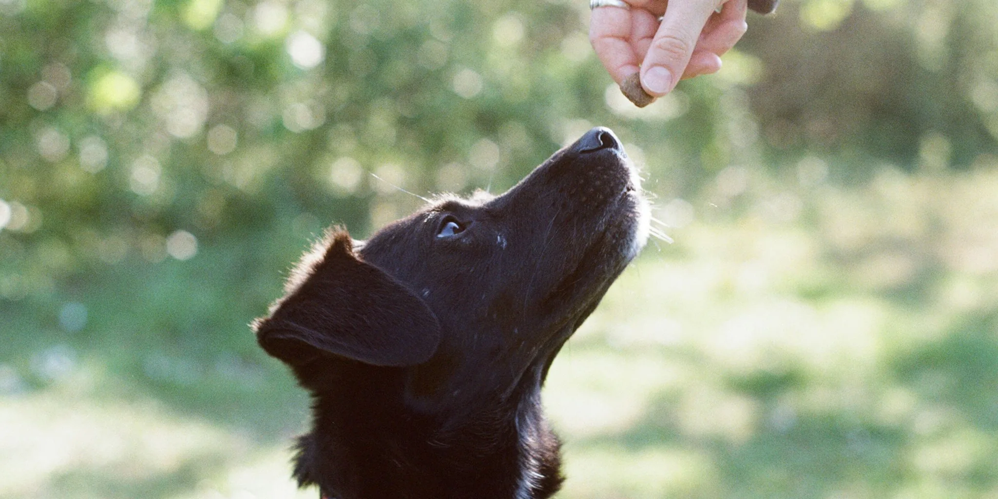 Dog owner giving treats to happy dog during outdoor training session