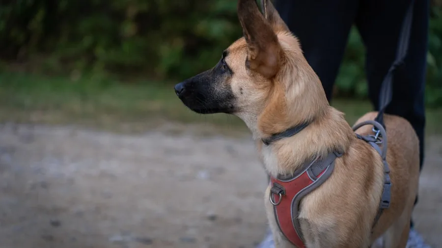 Dog owner measuring pet harness fit around neck and chest for proper sizing