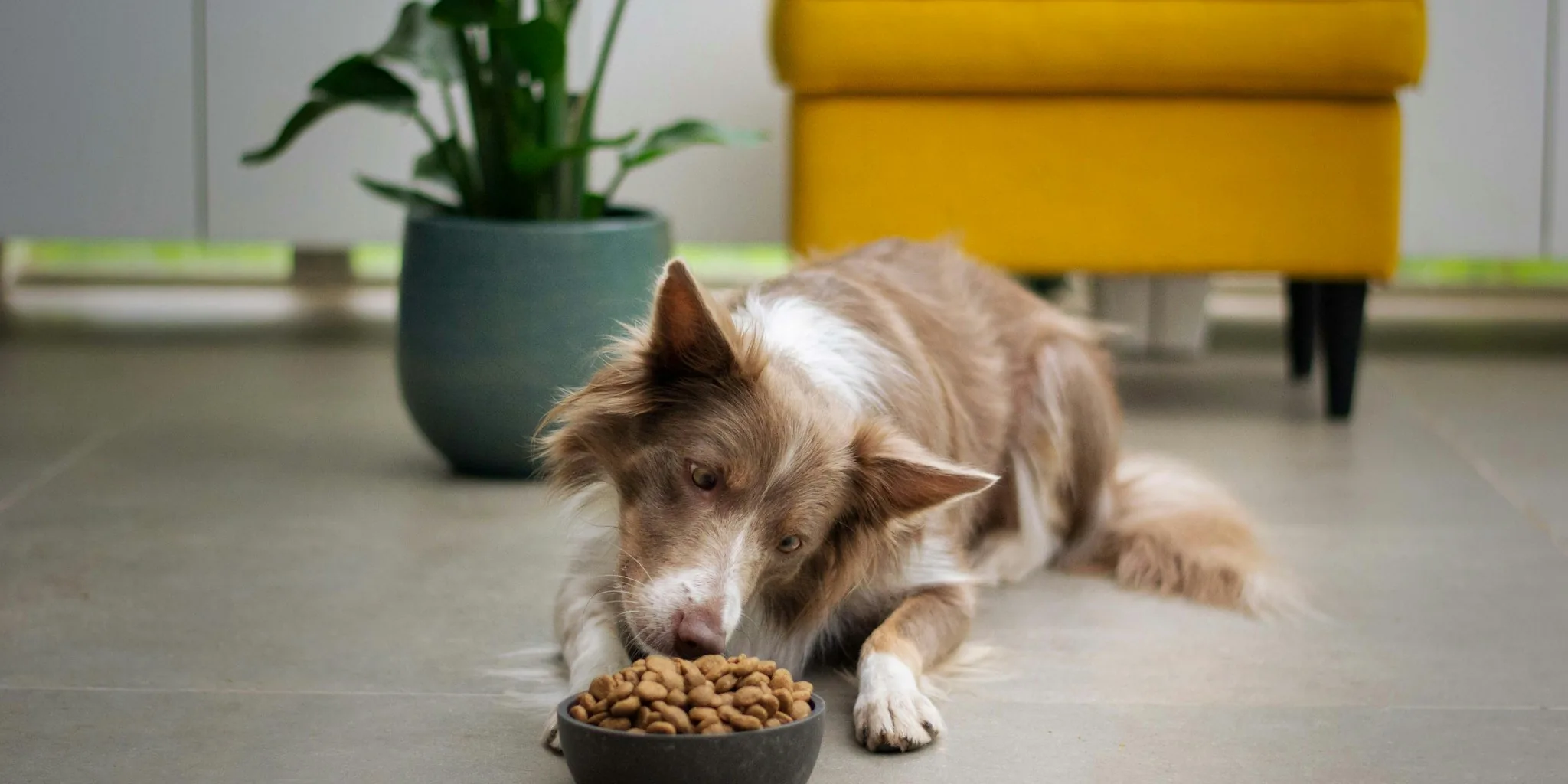 Dog owner pouring nutritious food into bowl for happy dog eating