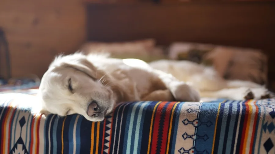 Dog resting peacefully on a comfortable bed in a cozy home setting