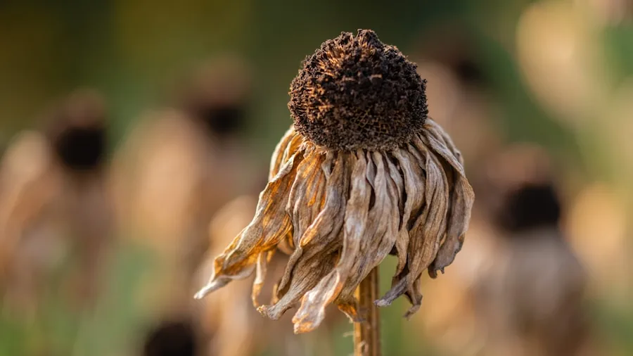 Six Low Maintenance Perennials That Look Better When Left Alone in Your Garden 2 dried coneflower seedheads autumn