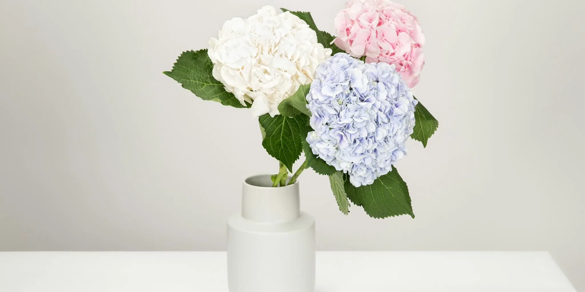 5 Tips for Drying Hydrangeas Successfully