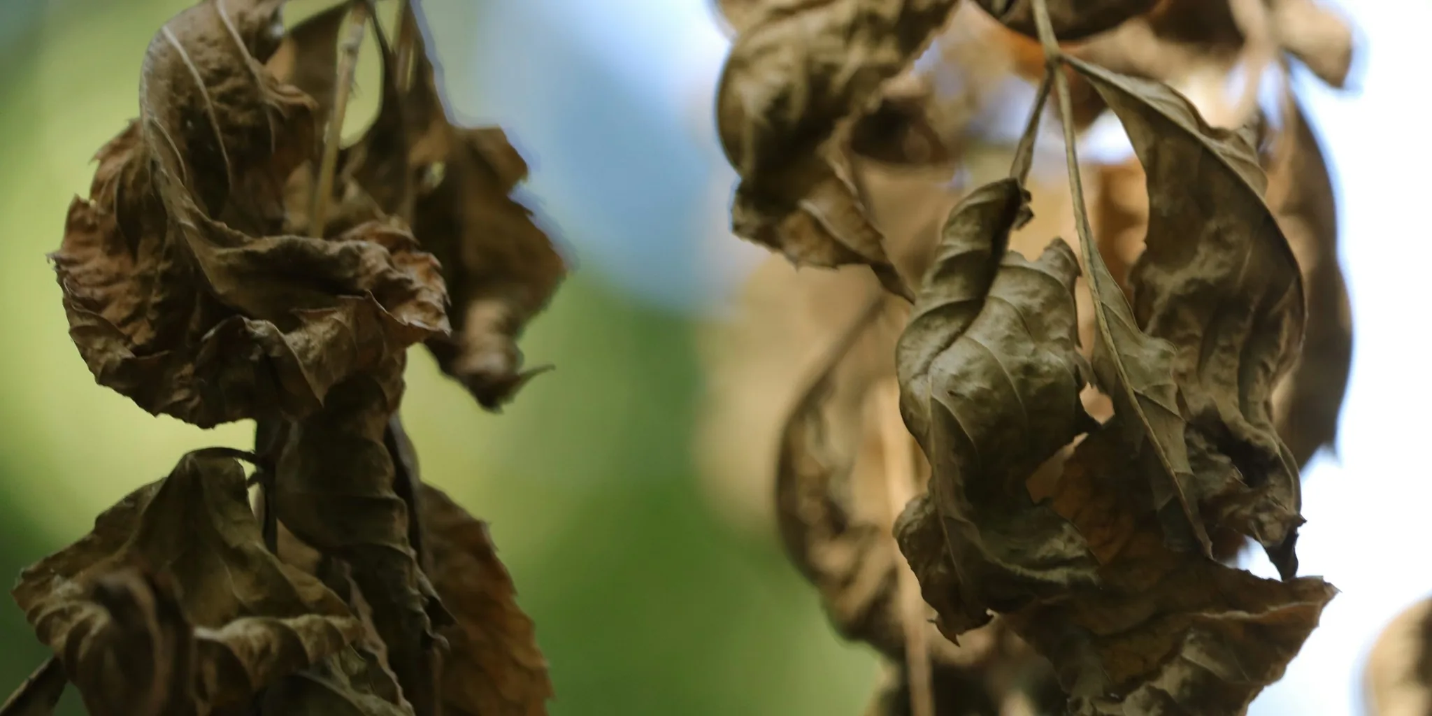 6 Ways to Repurpose Spent Tomato Vines in Your Garden