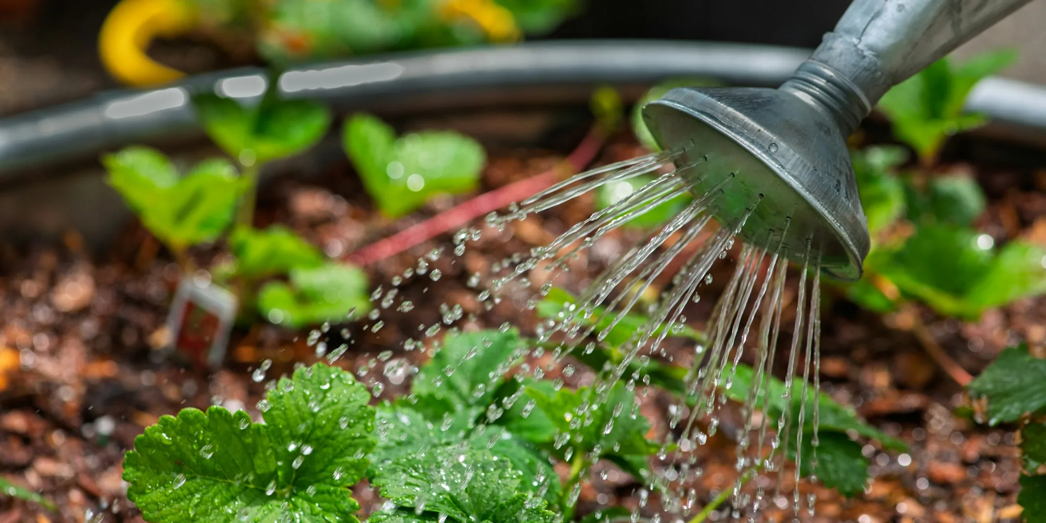 Diagnose Plant Drooping: 7 Essential Tests