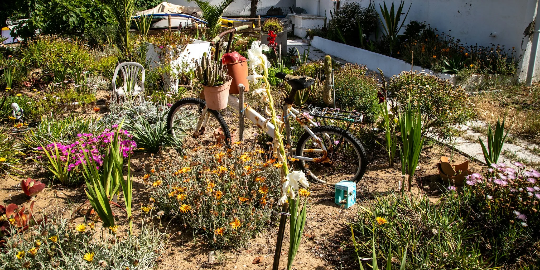 10 Plants That Survived Two Years Without Any Water