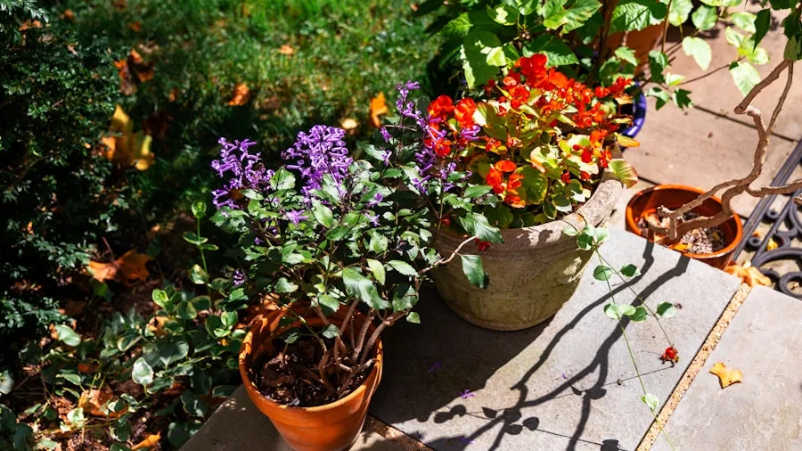 drought resistant plants yard