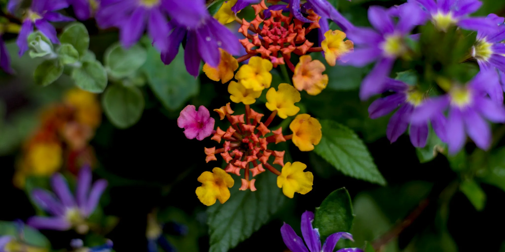 Beat Garden Drought: Best Plants to Buy Now