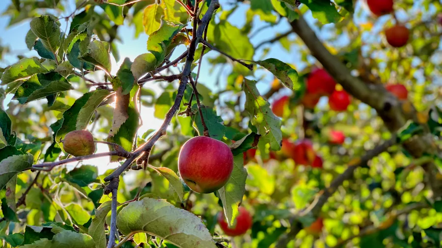 September Tree Planting in Containers: What Buyers Should Know Before Shopping 3 dwarf apple tree fruit bearing