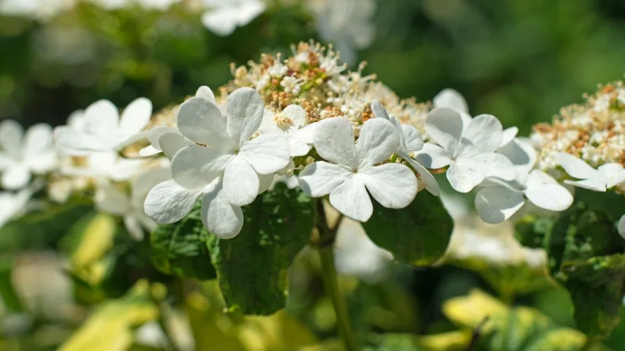 Five Fragrant Winter Shrubs to Enhance Your Entryway and Boost Curb Appeal 3 dwarf viburnum winter blooms