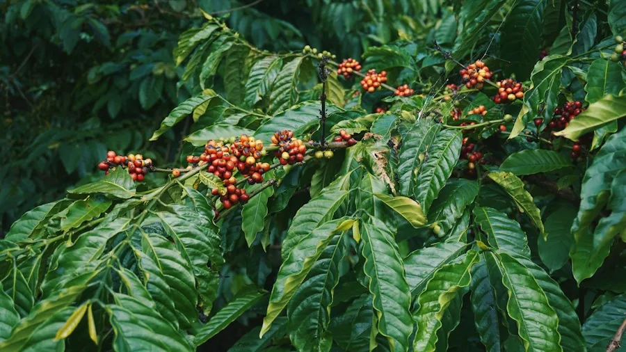 Coffee Brewing Gets Easier: New Home Brewer Releases and What Shoppers Should Know 2 eco-friendly coffee pods plants
