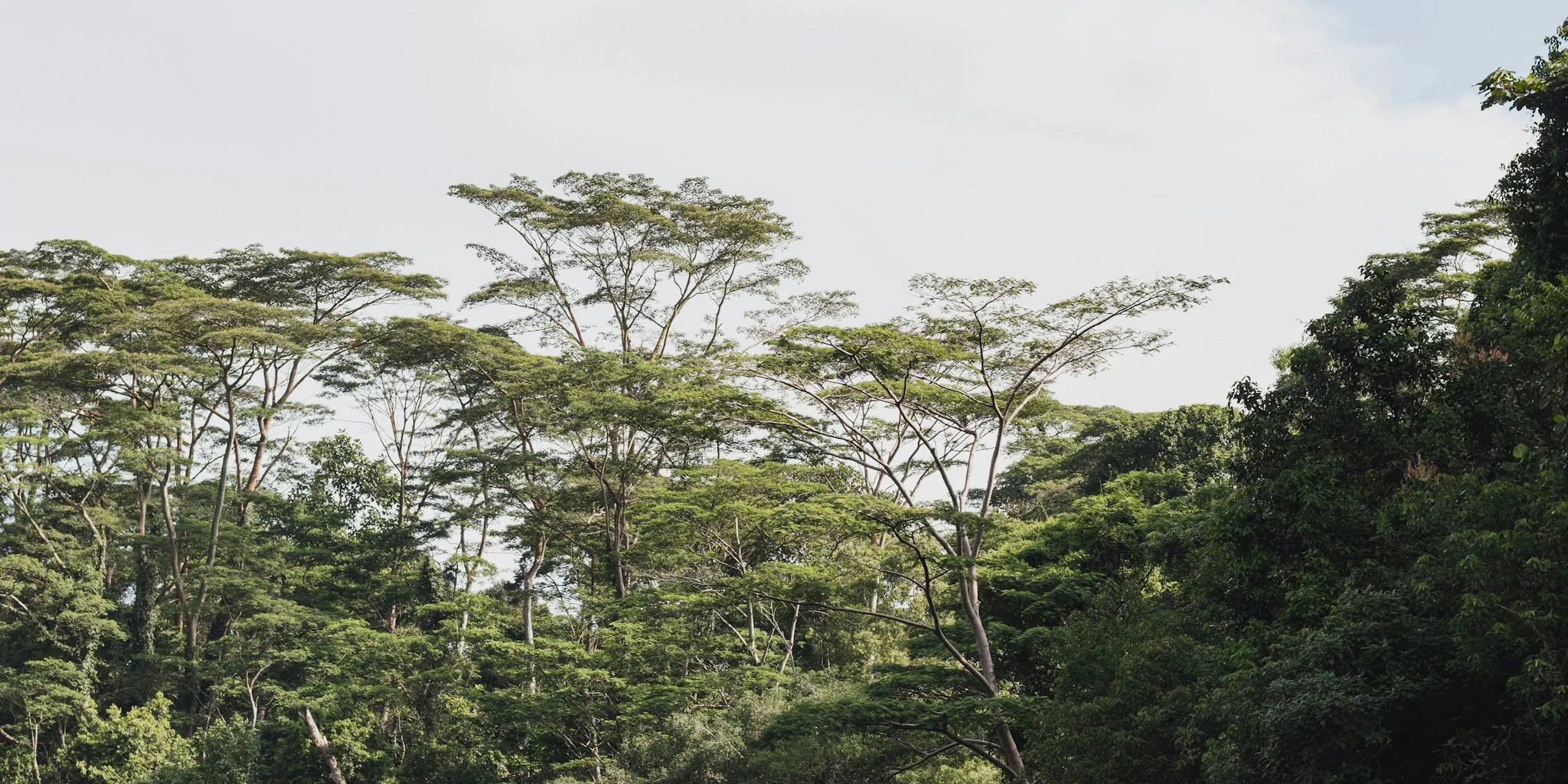 Ecuador Scales Sustainable Coffee Exports Ahead of EU Rules