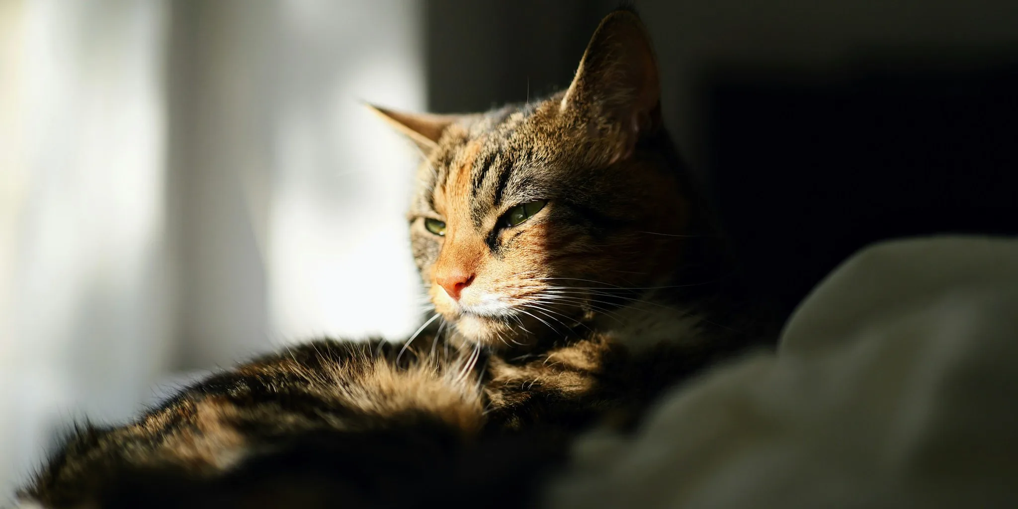 New Study Shows How Cat Brains Actually Age