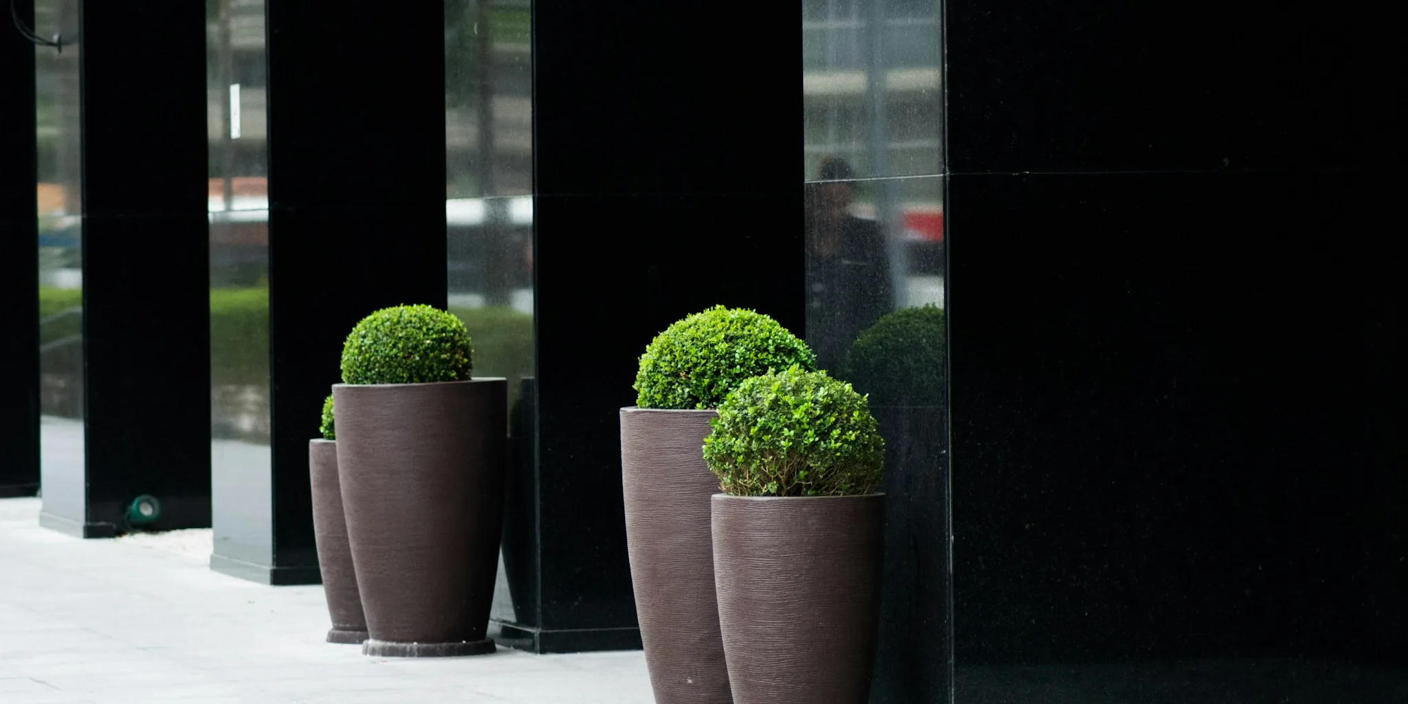 One Plant Rule Creates Designer Patios