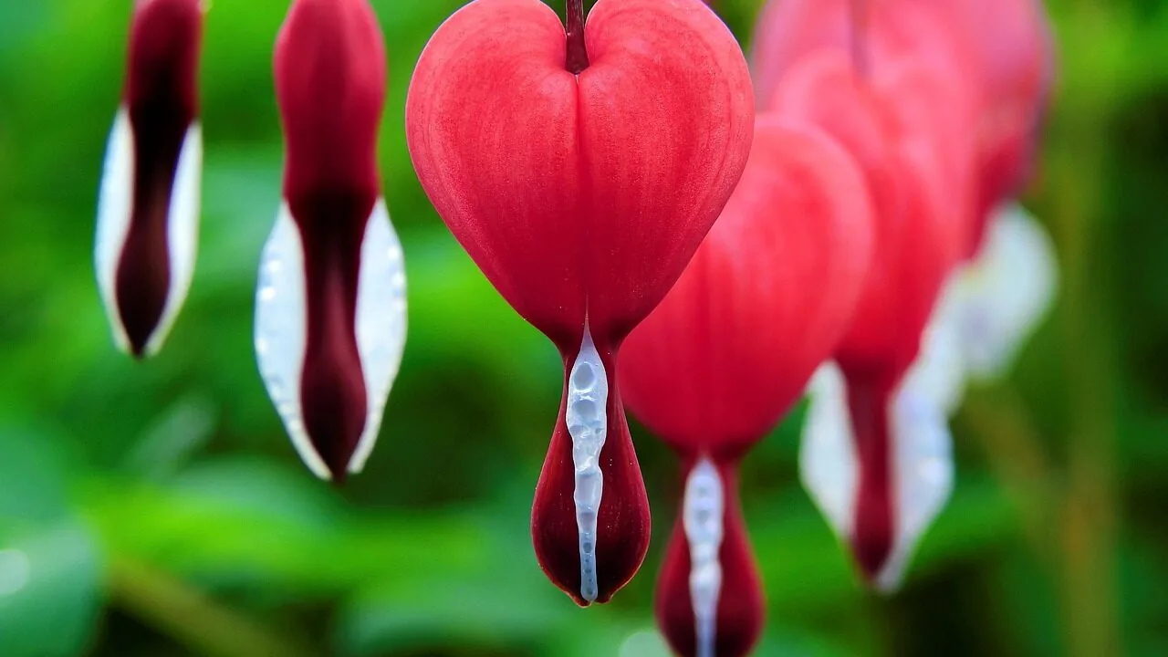 Forever Plants over Trends: 7 Classics Buyers Should Know