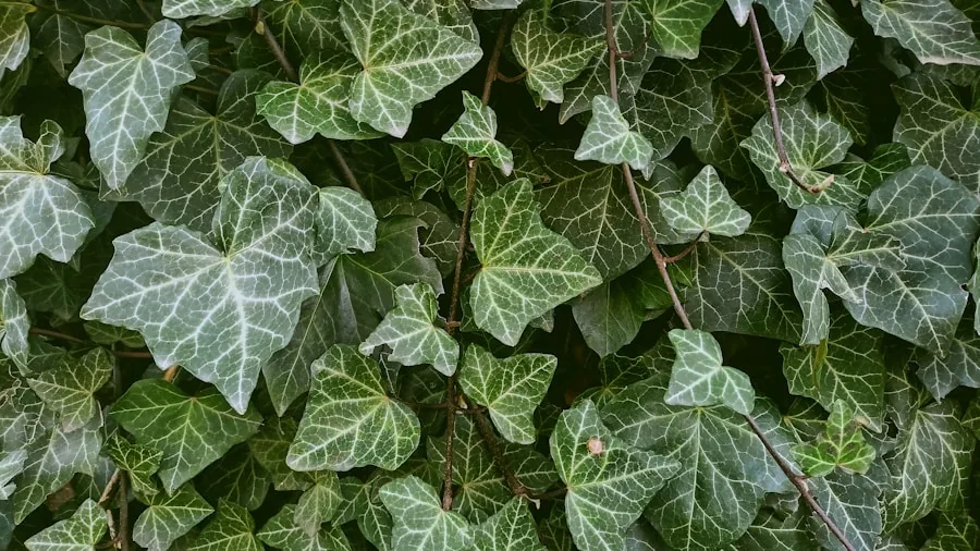 English ivy trailing cascading basket