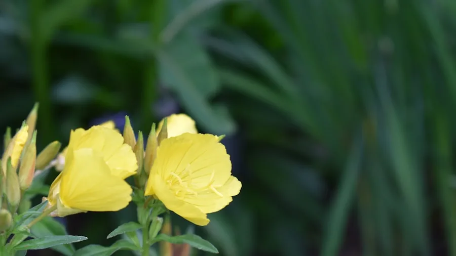 evening primrose yellow flowers