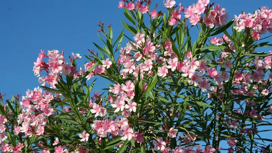 Five Fragrant Winter Shrubs to Enhance Your Entryway and Boost Curb Appeal 2 evergreen shrub with pink flowers