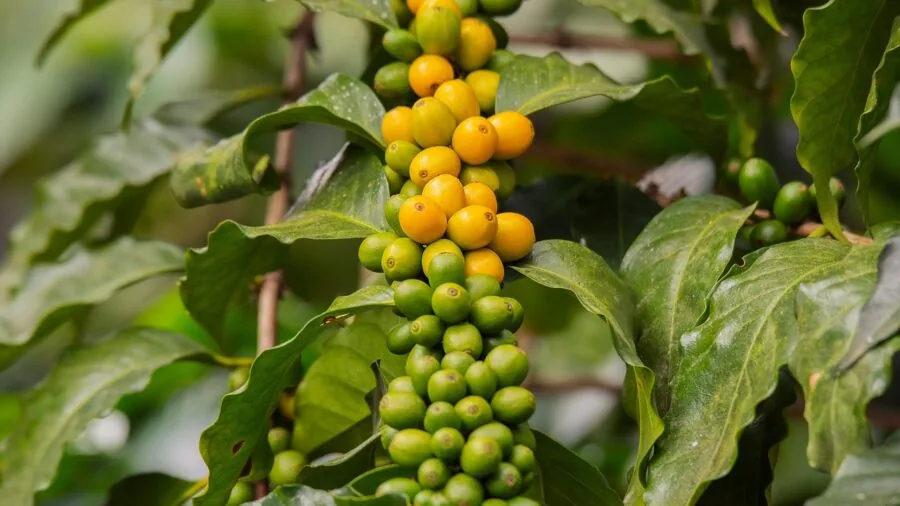 Climate Crisis Sparks Switch to Excelsa Coffee: What Buyers Should Know 2 excelsa coffee plants trees farm
