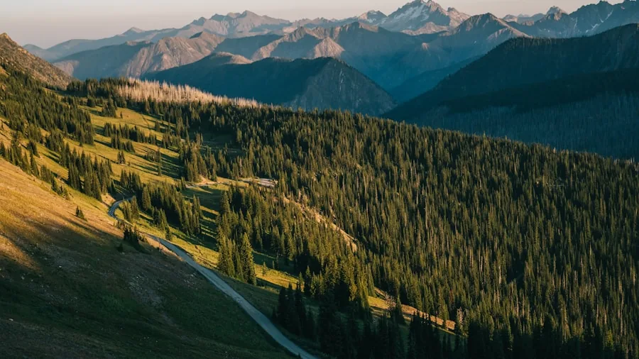 Experienced hiker walking on scenic mountain trail with trekking poles through forested landscape