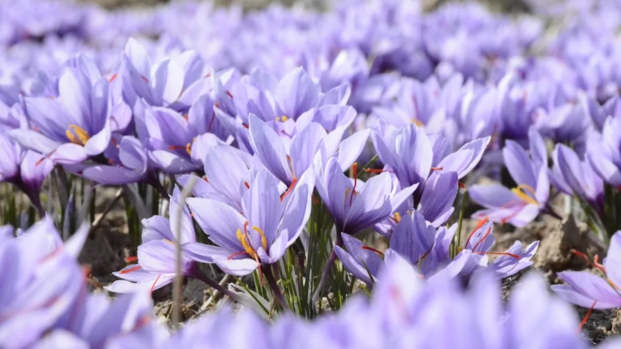 Six Bulbs to Plant in September for Fall Garden Color and Pollinator Support 2 fall crocus purple flowers