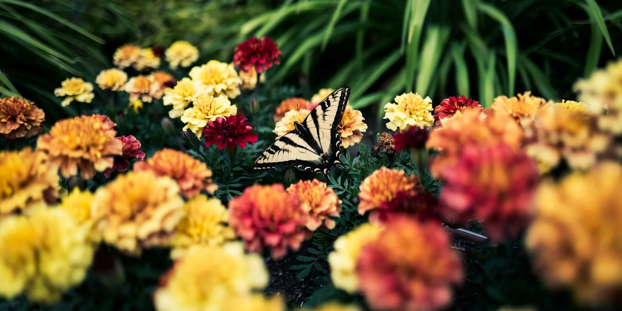 Fall Pollinator Plants: Your Garden Can Help Bees and Butterflies Thrive