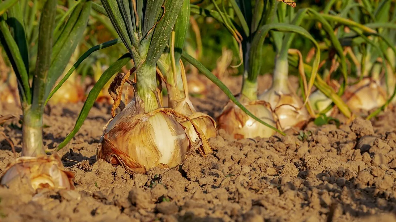 Fall Cover Crops: Protect Your Garden This Winter