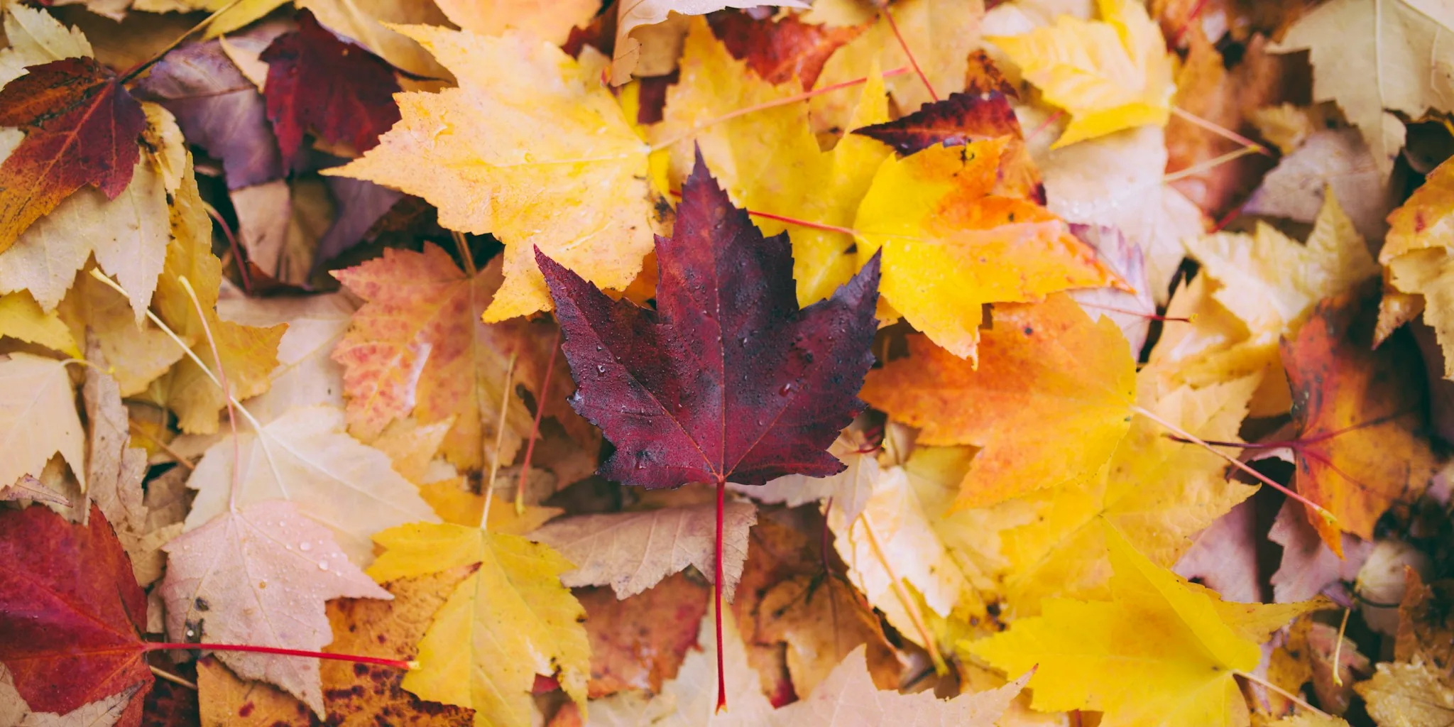 Remove Garden Pests This Fall Before Spring Hatching