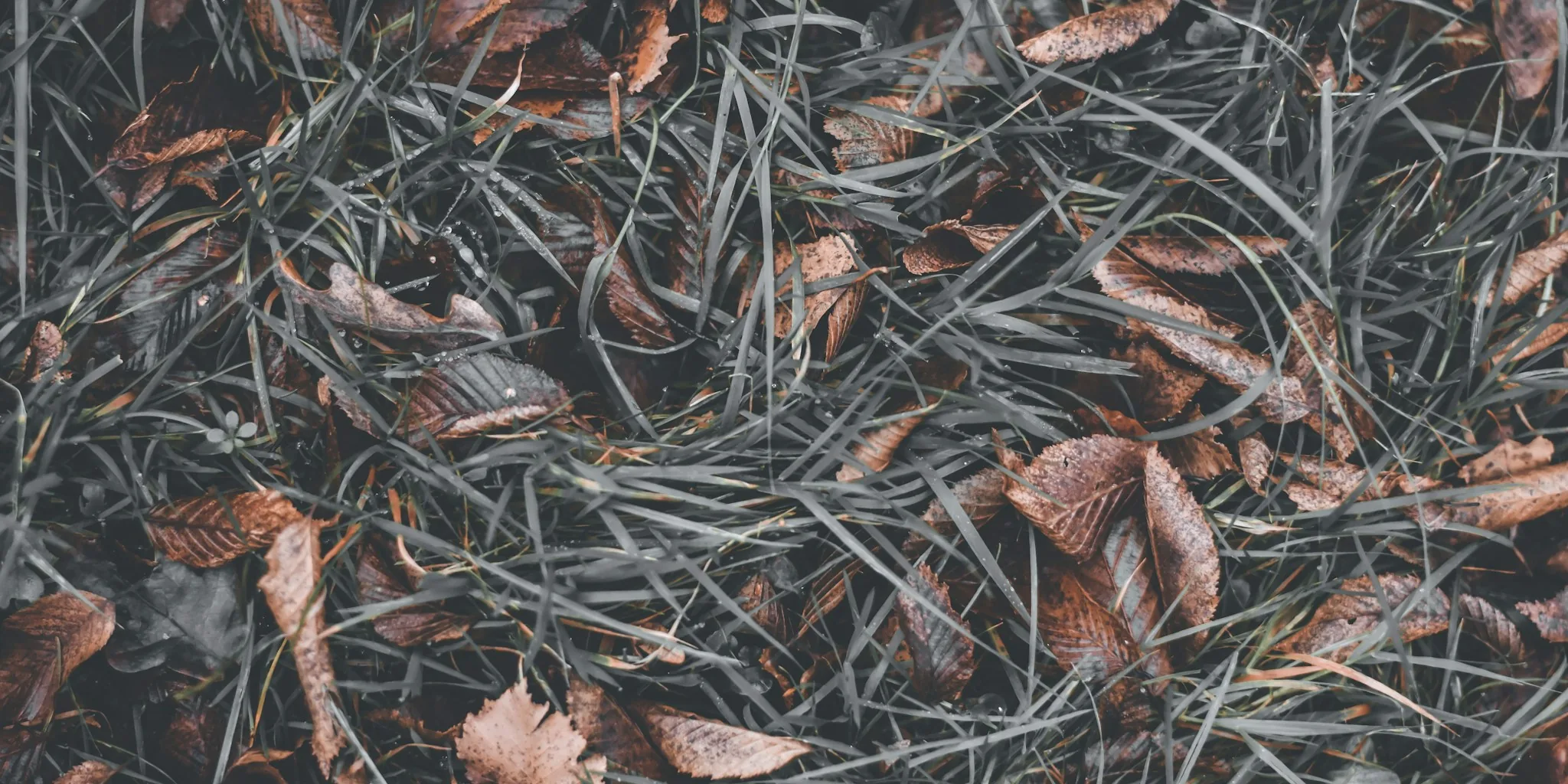 Stop Worrying About Pine Needles in Your Garden