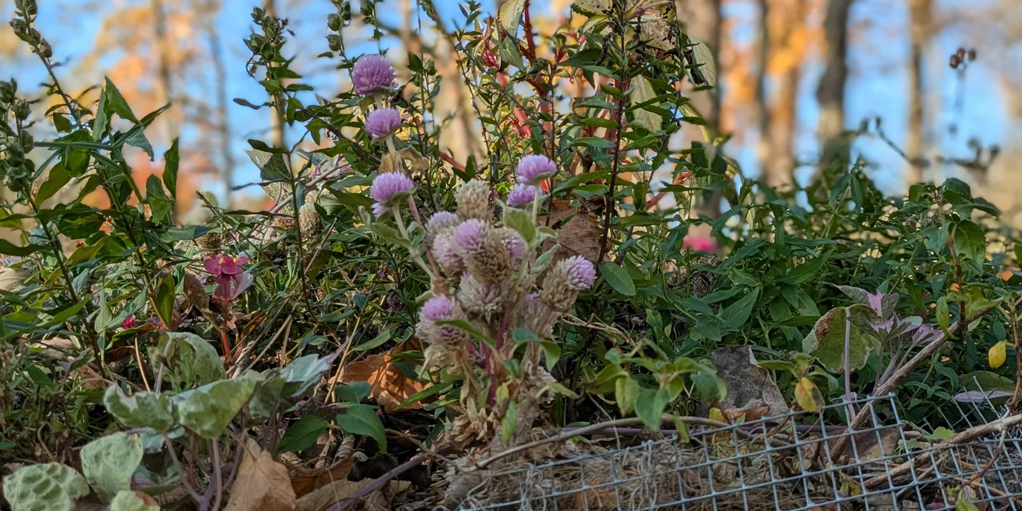 September Cover Crops Build Better Garden Soil