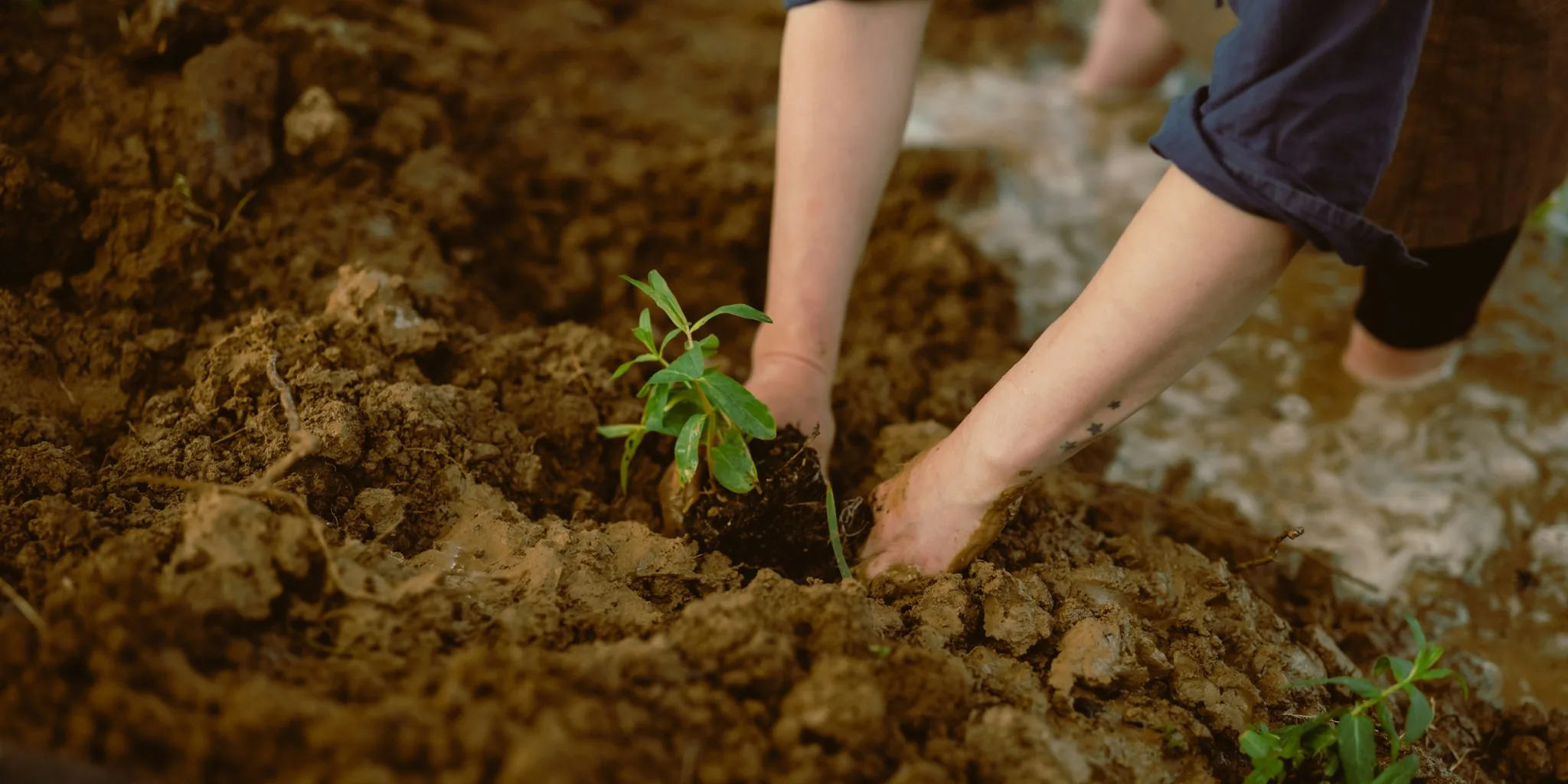 Fall Garden Seed Sowing Guide: 8 Low-Effort Flowers Shoppers Should Plant Now