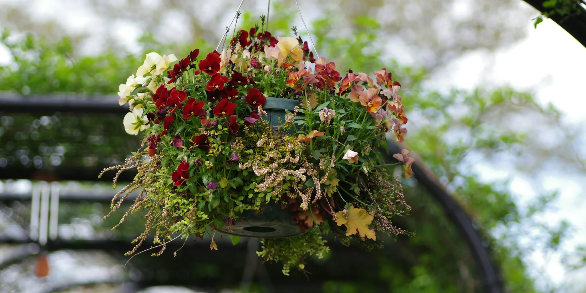 Fall Hanging Baskets: Planting for Autumn Color